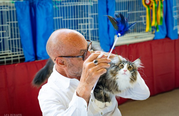 Tarptautinė kačių paroda sutraukė kelis šimtus įvairiausių veislių kačių