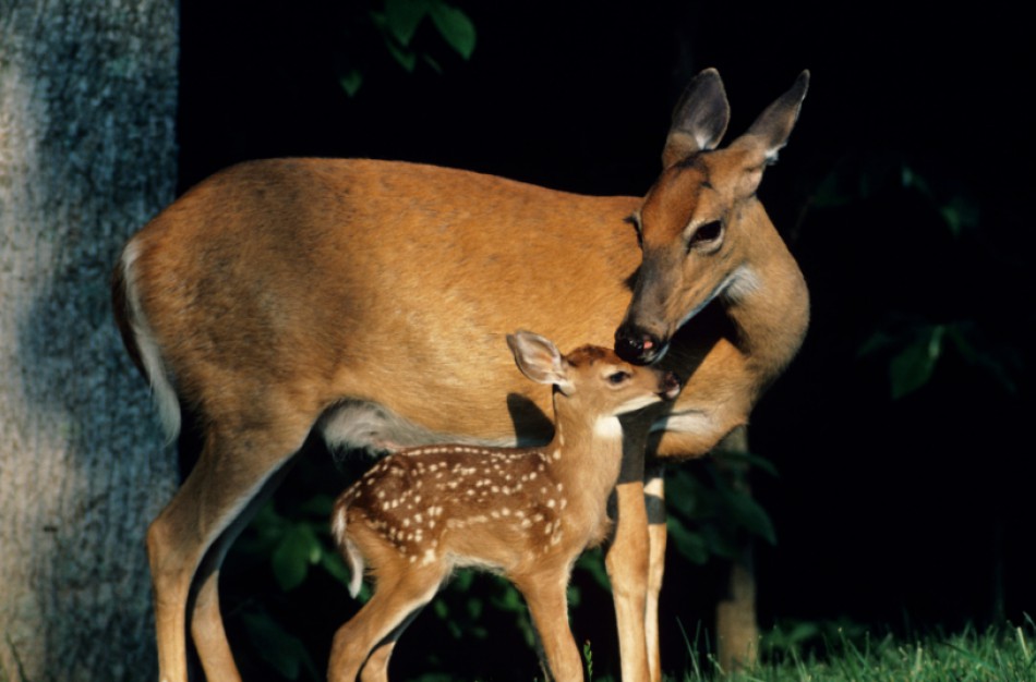 Aplinkosaugininkai pataria kaip elgtis sutikus laukinį gyvūną mieste