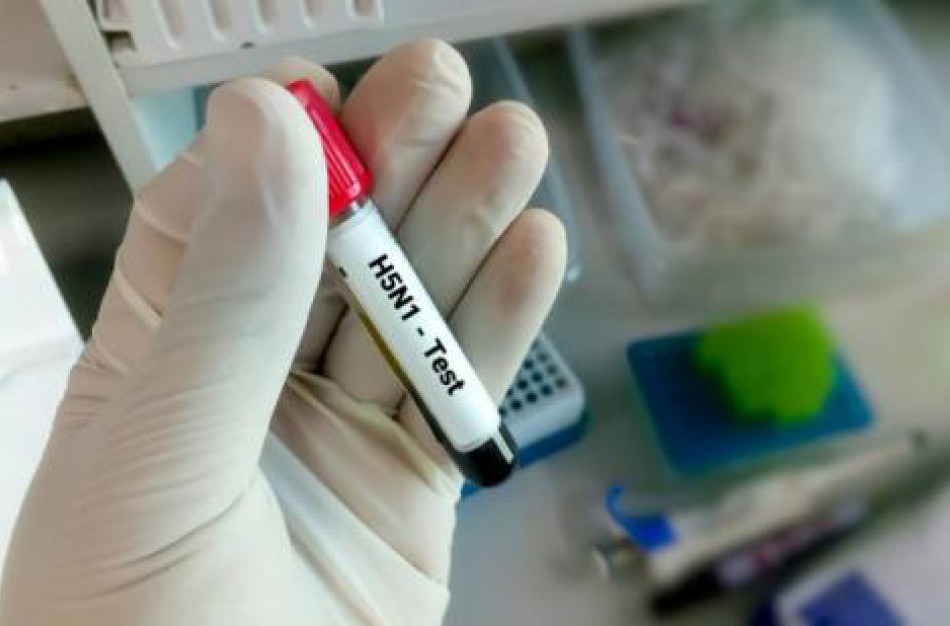 Nustatomi nauji paukščių gripo atvejai žinduolių tarpe. Stebima tolesnė viruso evoliucija