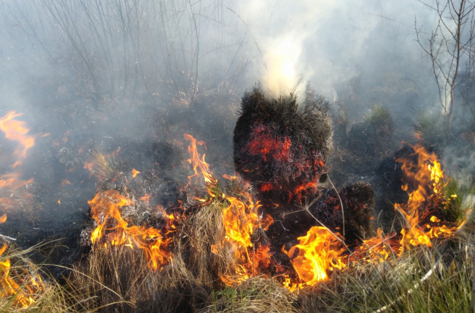 Šalia kelio Jonava - Kaunas užsiliepsnojo pieva ir miškas