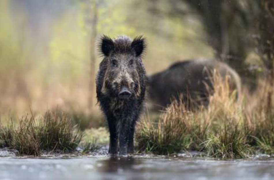 Grybaudami, uogaudami ar būdami miške radote šerno gaišeną – praneškite ir gaukite išmoką