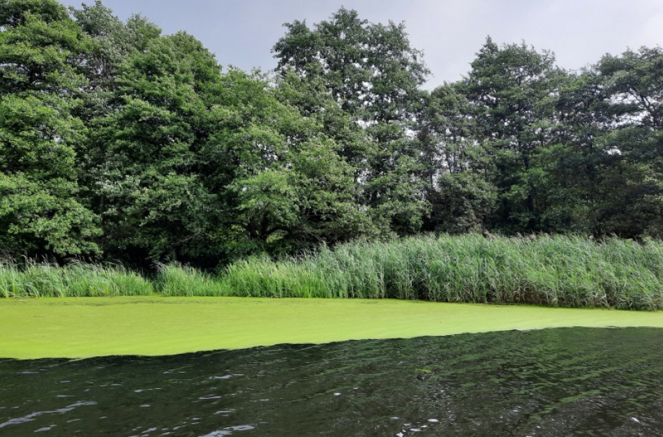 Aplinkosaugininkai: karšti orai gali paskatinti vasarinį vandens „žydėjimą“
