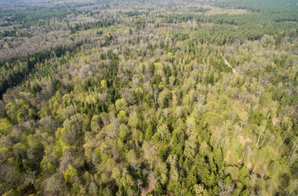 Praplėstos galimybės gauti paramą privačių miškų kokybei gerinti pagal paskelbtą kvietimą