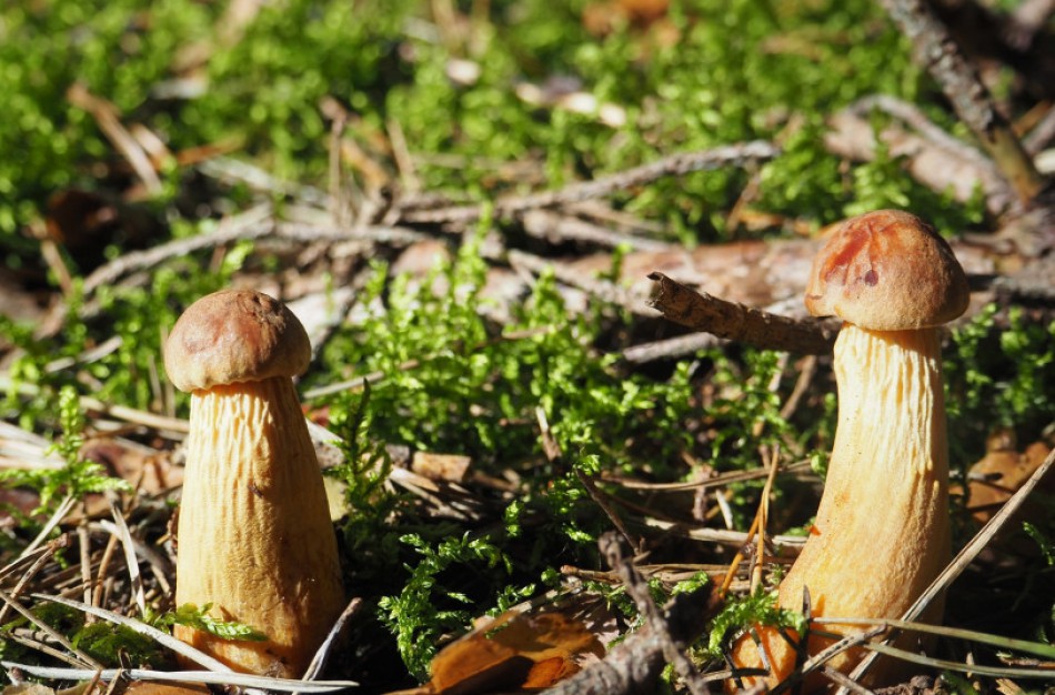 Žemaitijoje aptikta nevietinė grybų rūšis