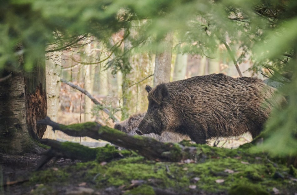 NVSC specialistai pataria mėsą tikrinti dėl trichineliozės