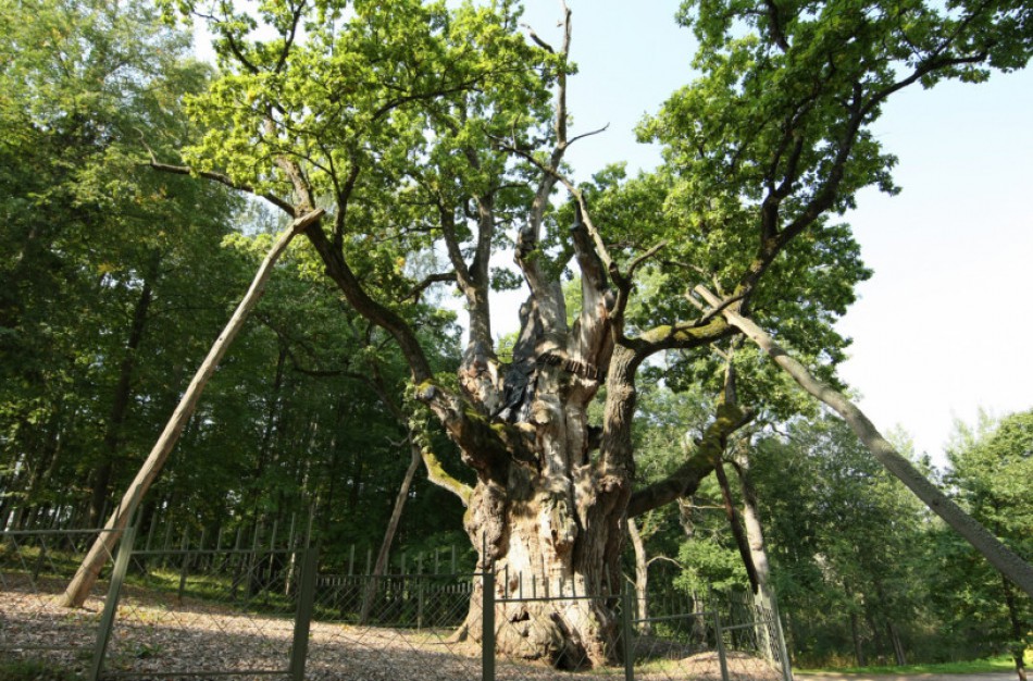 Išrinkite Lietuvos metų medį