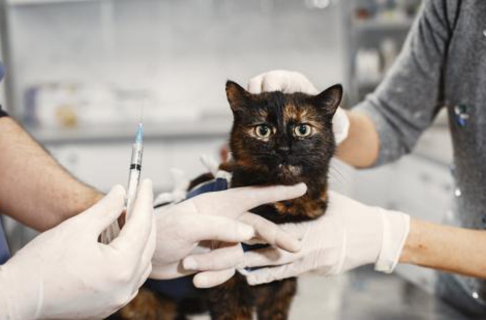 Rugsėjo 28-oji – Pasaulinė pasiutligės diena: kodėl svarbu augintinius vakcinuoti nuo pasiutligės?