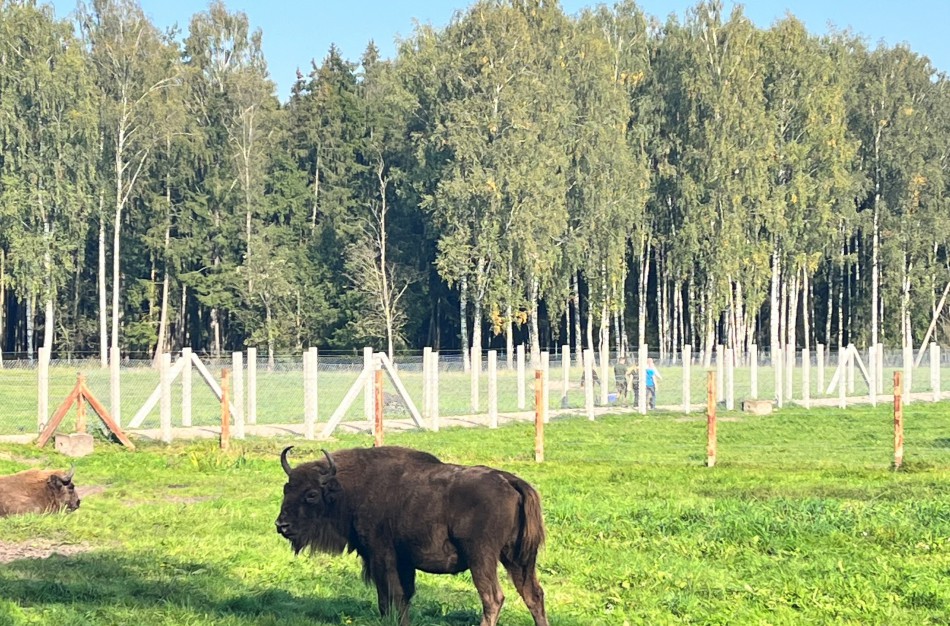 Po atnaujinimo visuomenei atidaromas Pašilių stumbrynas