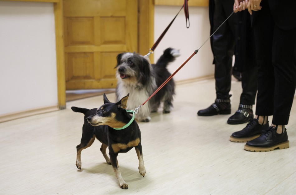 Jonavoje vėl skelbiama „Gyvūnų gerovės savaitė“