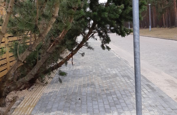 Spalio 15-ąją minima Pasaulinė baltosios lazdelės diena