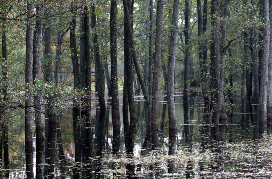 Ekosisteminės paslaugos: kas tai ir kaip efektyviai ir nedarant žalos aplinkai jomis naudotis?