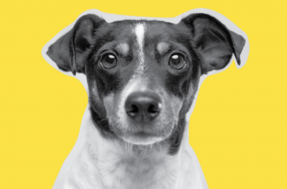 Ištiesk ranką, ne grandinę: gyvūnų augintinių veisėjams įsigalioja draudimas šunis laikyti nuolat pririštus