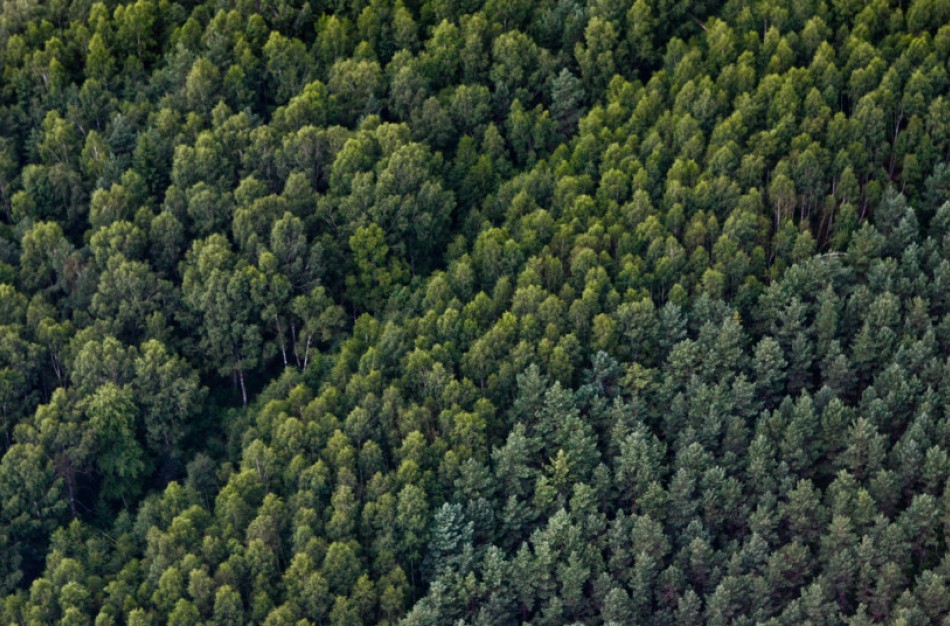 Miško kirtimo normos nebus didinamos