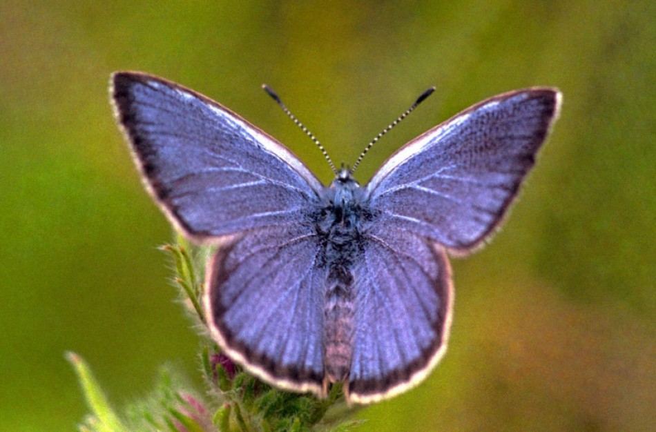 Saugomas keistas drugelis