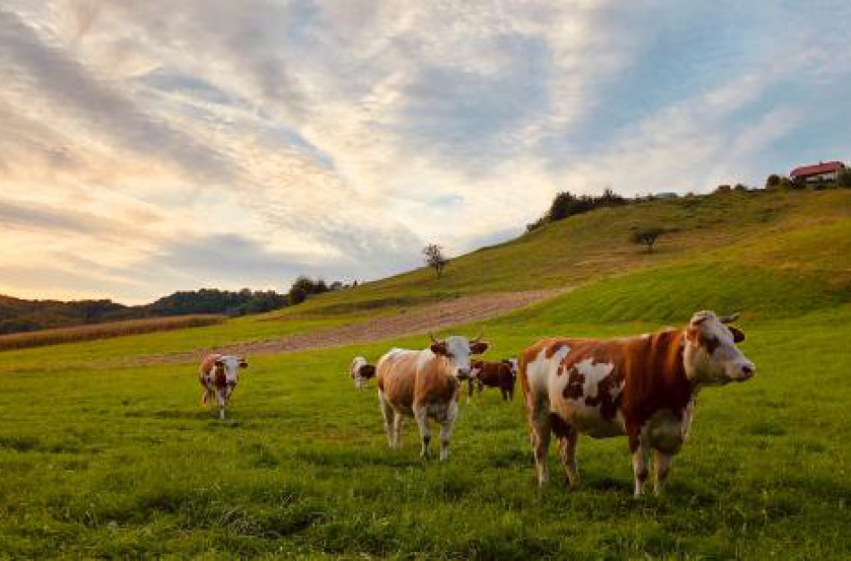 Žemės ūkio rūmai: Nauji mėšlo ir srutų tvarkymo reikalavimai žada didesnę administracinę naštą ūkininkams