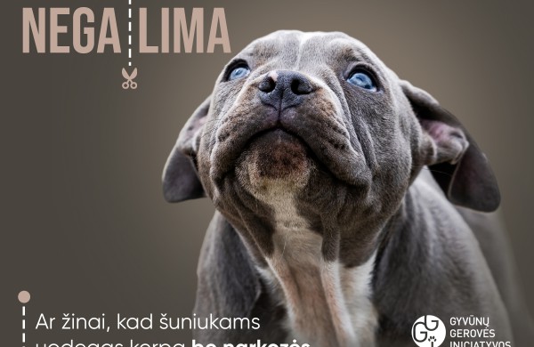 Už nelegalų šuns kupiravimą – tūkstantinės baudos, atsakomybės neišvengia ir išvežę šunį kupiruoti į kitą šalį  