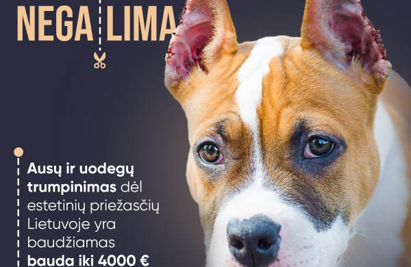 Už nelegalų šuns kupiravimą – tūkstantinės baudos, atsakomybės neišvengia ir išvežę šunį kupiruoti į kitą šalį  