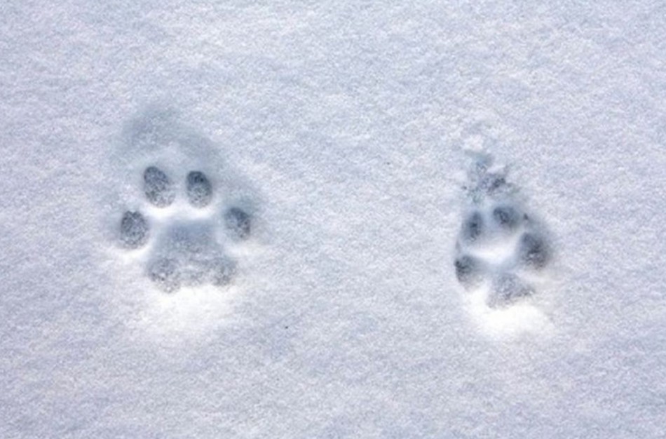 Medžiotojai jau gali atlikti medžiojamų gyvūnų apskaitą pėdsakų sniege metodu