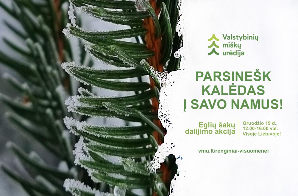 „Parsinešk Kalėdas į savo namus“ – gruodžio 19 d. visoje Lietuvoje miškininkai gyventojams dovanos eglių ir pušų šakas