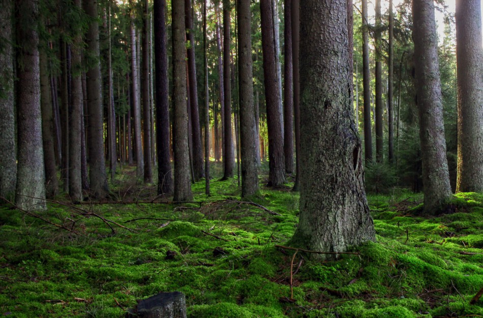 VMU stabdo kirtimus „Natura 2000“ teritorijose  