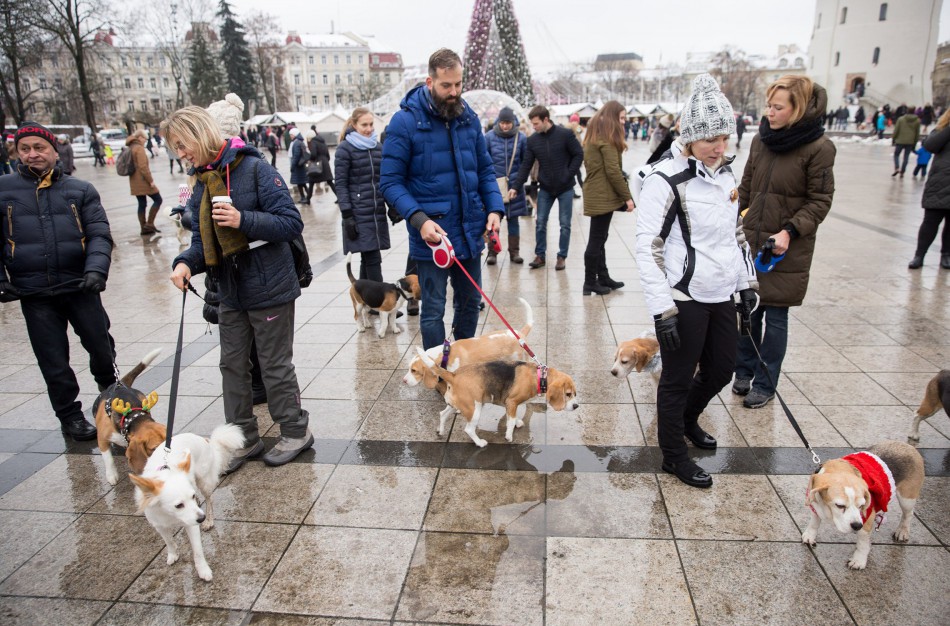 Gyvūnai neturėtų būti dovanojami: jie – ne gyvas žaisliukas, o didelis įsipareigojimas ir atsakomybė