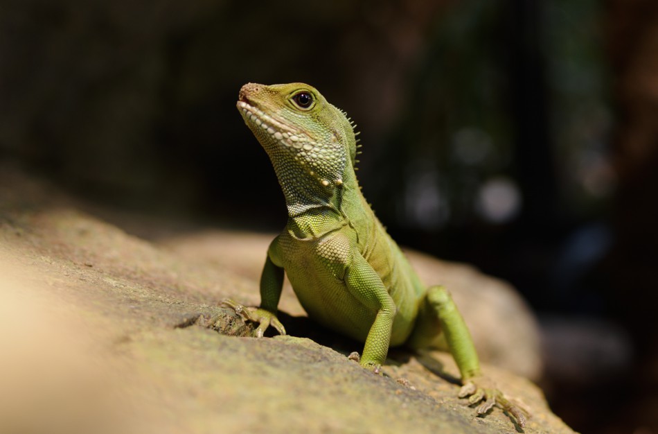 Lietuvos zoologijos sodo Kinijos vandens drakono pranašystės 2024-iesiems 