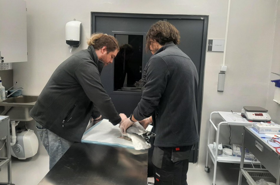 Laukinių gyvūnų globos centras jau veikia, sulaukė pirmųjų globotinių