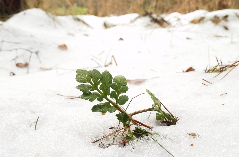 Retas augalas žaliuoja ir žiemą