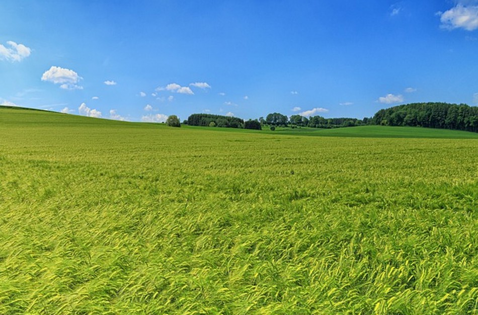 Ūkininkams numatoma daugiau galimybių atkurti daugiametes pievas