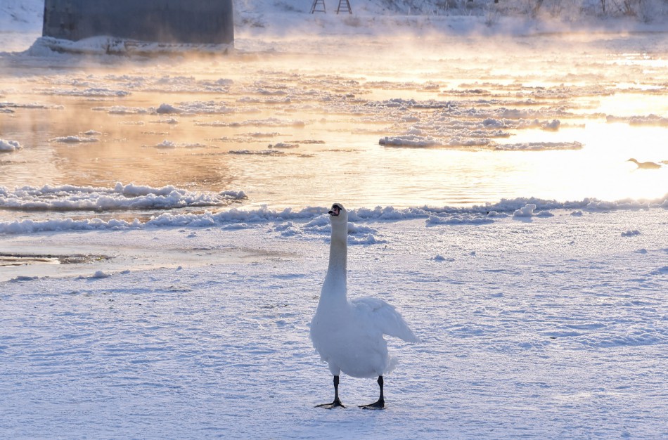 Jonavietė teiraujasi: ,,Ar paukščius prie tilto lesinantys praeiviai elgiasi deramai?"