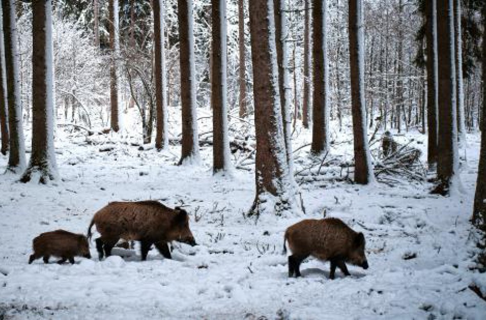 Nors pirmasis AKM atvejis nustatytas dar prieš dešimtmetį, vakcinos sukurti vis dar nepavyksta