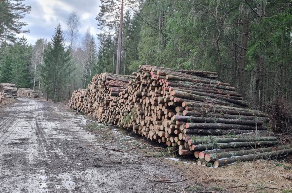 VMT: Leidimai kirsti mišką, išduoti iki 2023-12-06, nebus naikinami