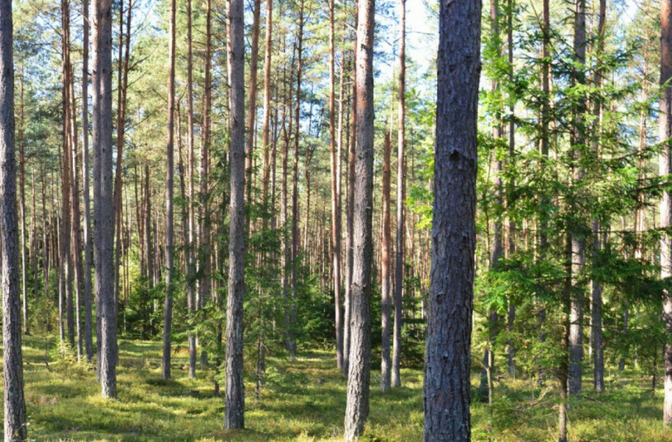 Norint savo miške pasikirsti malkų, poveikio aplinkai vertinti nereikia