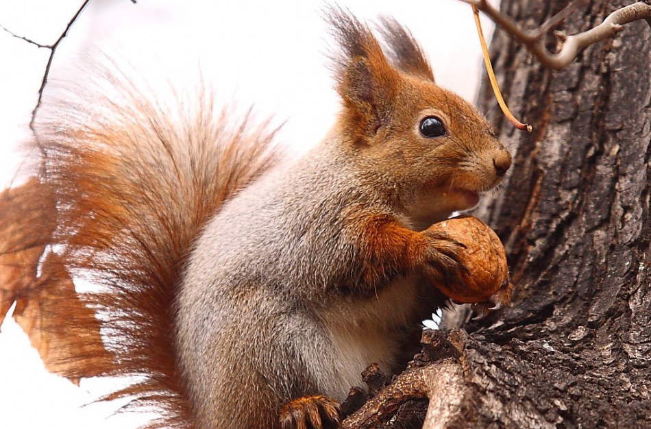 Skelbiamas Lietuvos 2024 metų rūšių dešimtukas