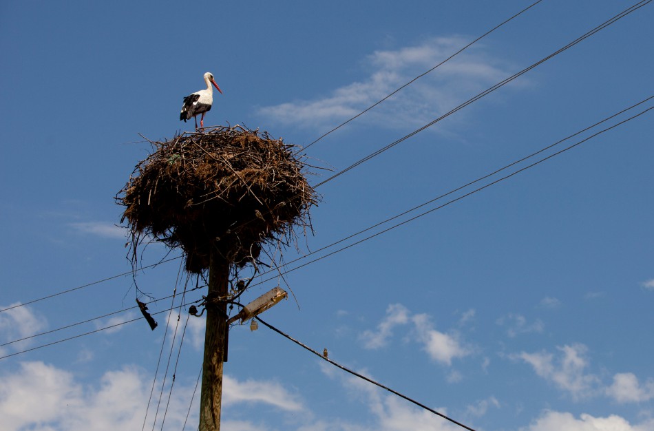 Specialistai primena, kaip ir kada leidžiama perkelti gandralizdžius