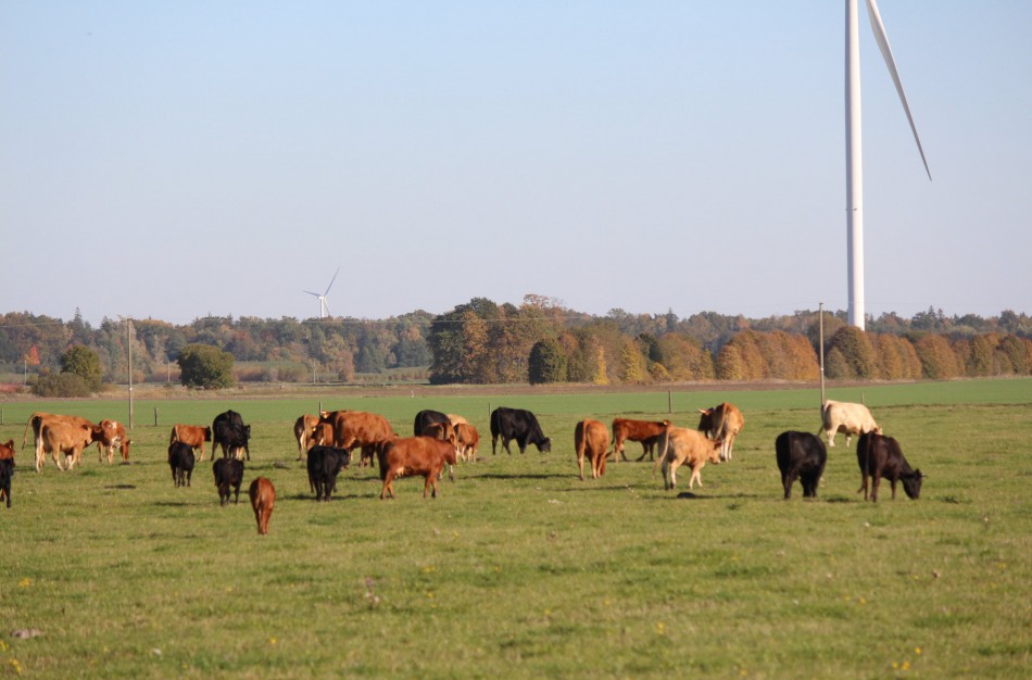 Kooperatyvų nariams – papildomas priedas už pieninę karvę