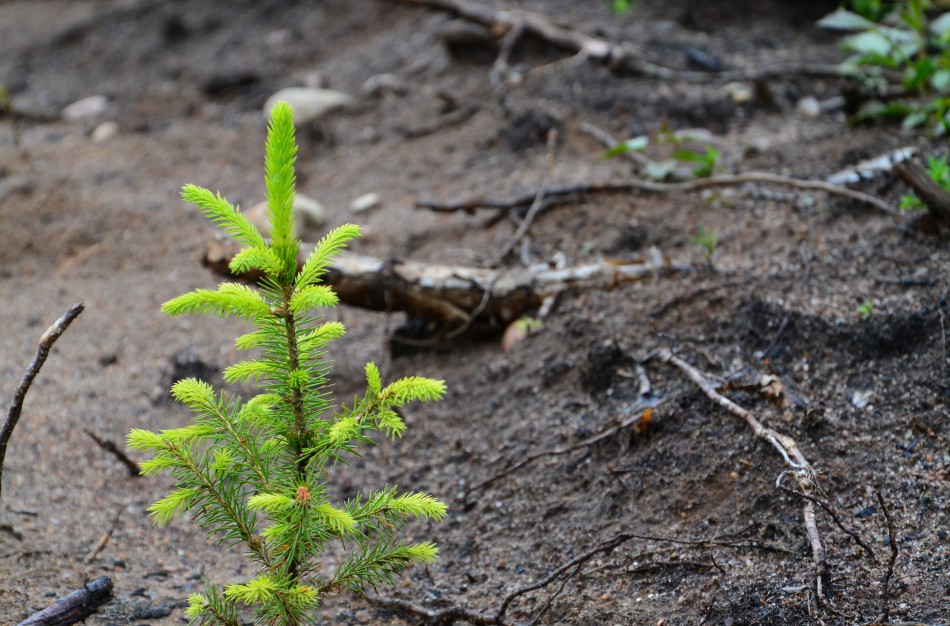  Ar išnyks lietuvių taip mėgstama eglė?  