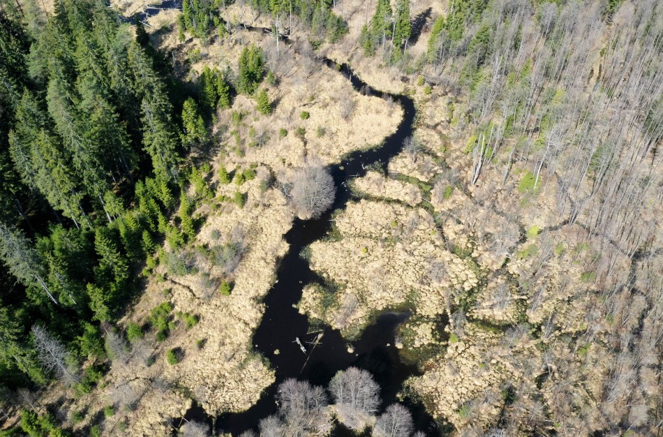 VMU laimėjo beveik 4 mln. Eur vertės projektą miškų ir pelkių būklės puoselėjimui