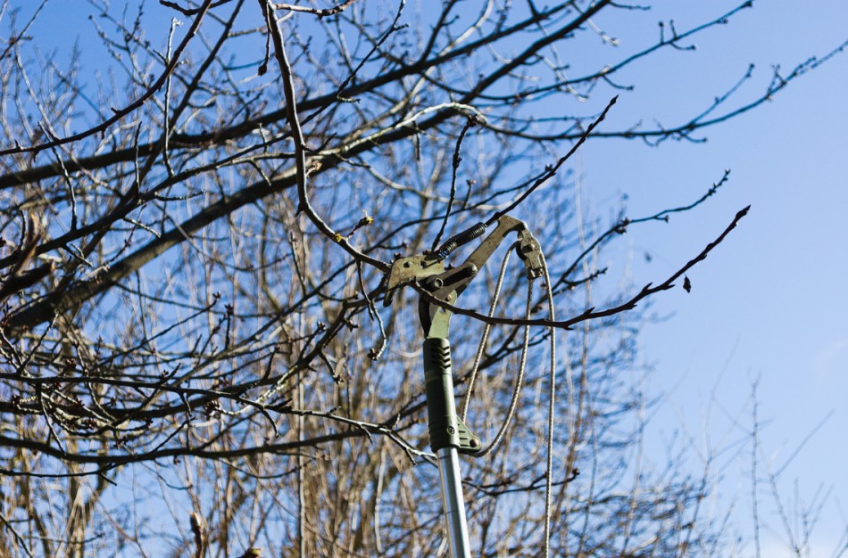 Jonaviečiai kviečiami kreiptis dėl trukdančių medžių ir krūmų