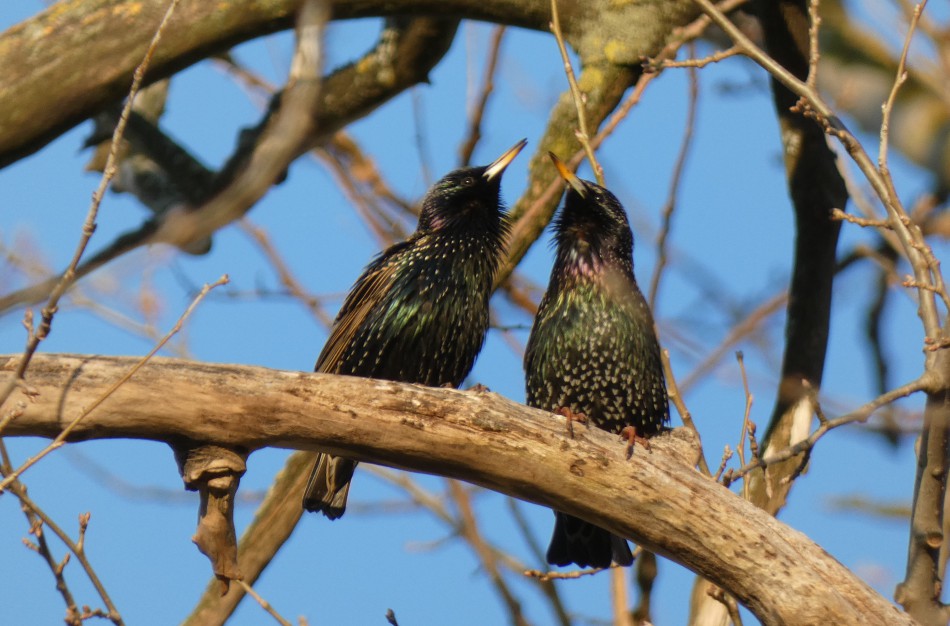 40-ies paukščių diena: kaip klimato pokyčiai veikia paukščių migraciją