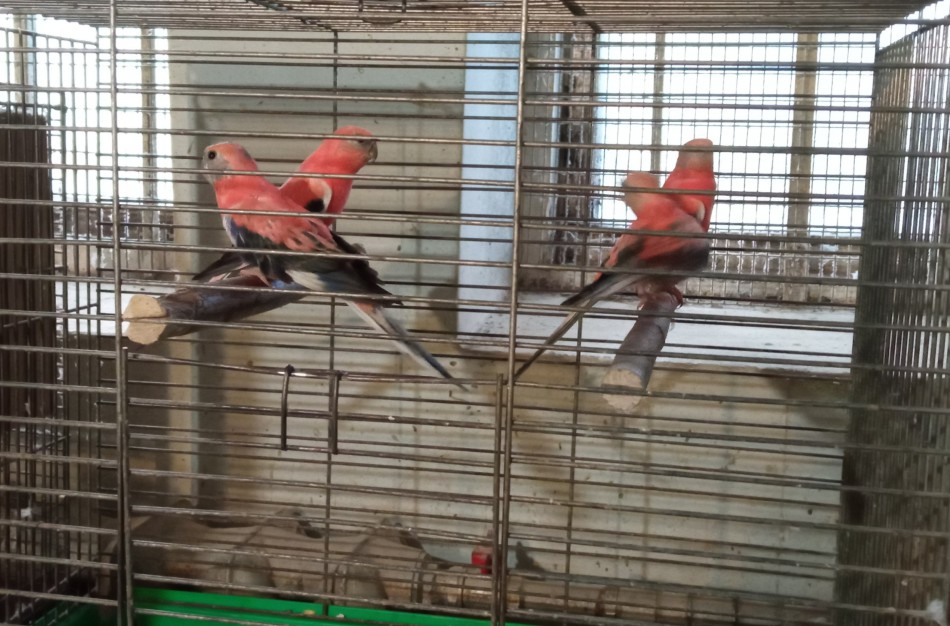 Aplinkosaugininkai paėmė neteisėtai rūsyje laikytas 26-ias saugomų rūšių papūgas