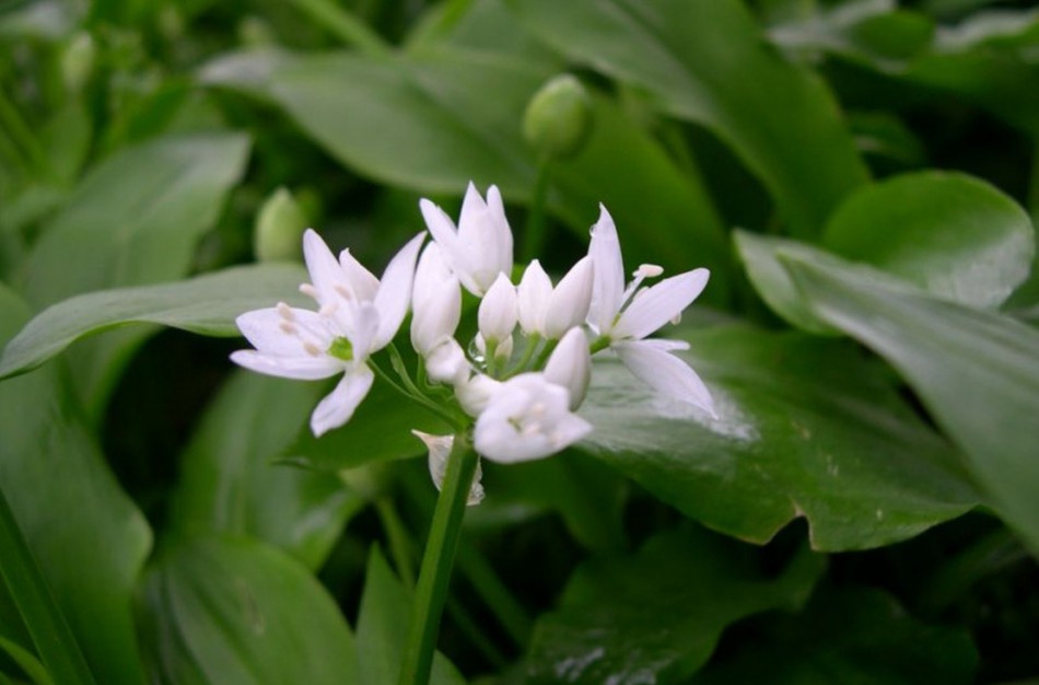 Prasidėjo meškinių česnakų sezonas: su gamtos dovanomis elkimės atsakingai