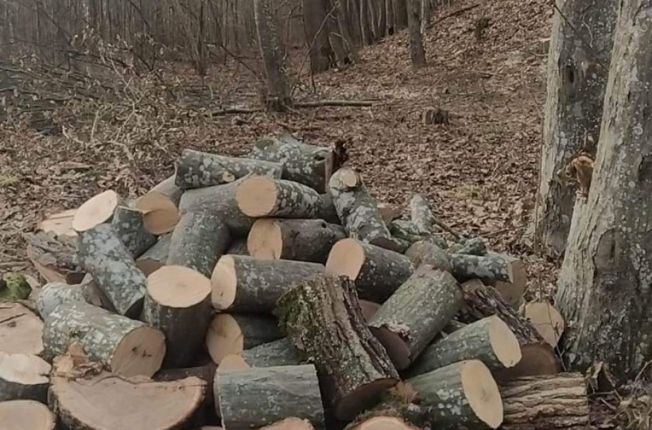Seime – balsavimas dėl galimybės plėsti saugomų miškų plotus