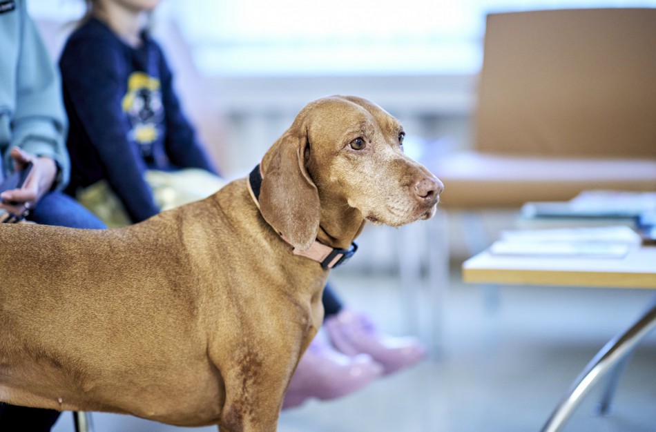 Minint Šuns dieną kviečiame prisidėti prie pagalbos beglobiams