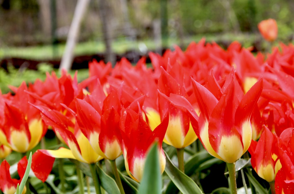 Prasideda didysis tulpių žydėjimas