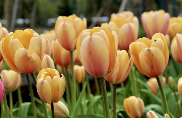 Prasideda didysis tulpių žydėjimas