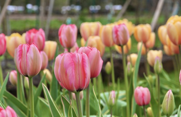 Prasideda didysis tulpių žydėjimas