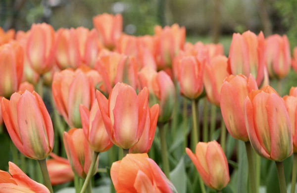 Prasideda didysis tulpių žydėjimas