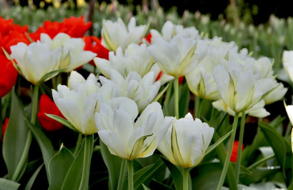 Prasideda didysis tulpių žydėjimas