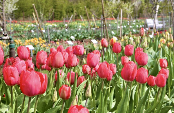 Prasideda didysis tulpių žydėjimas